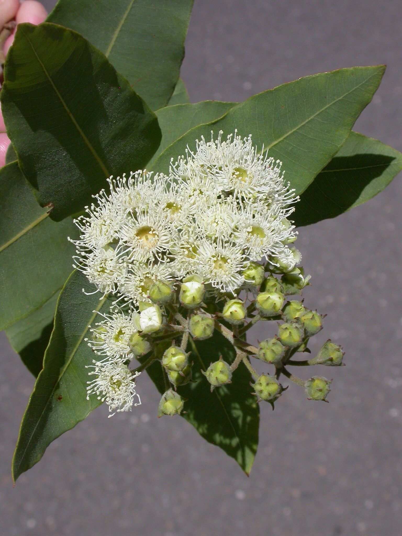 Angophora subvelutina