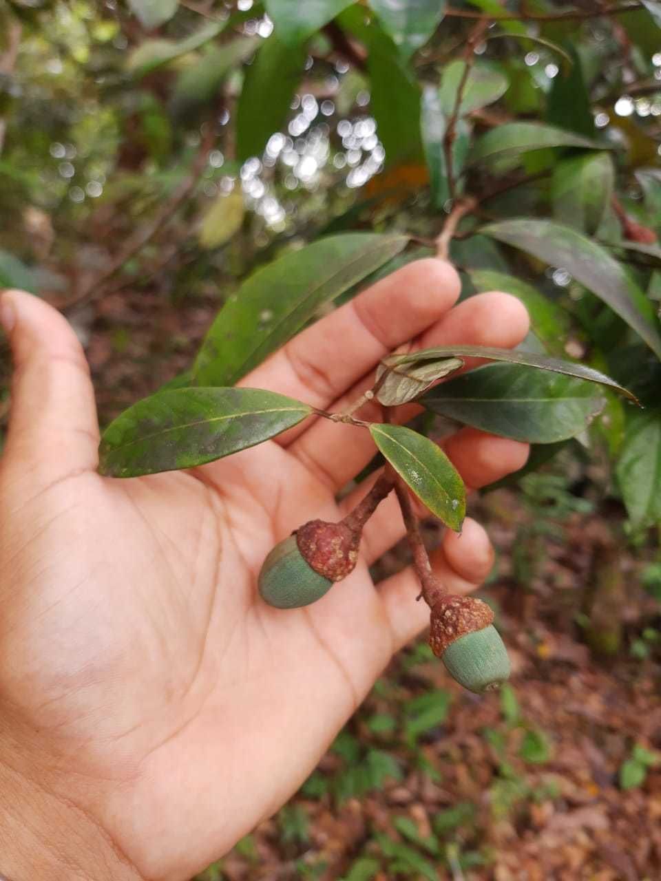 Aniba rosaeodora