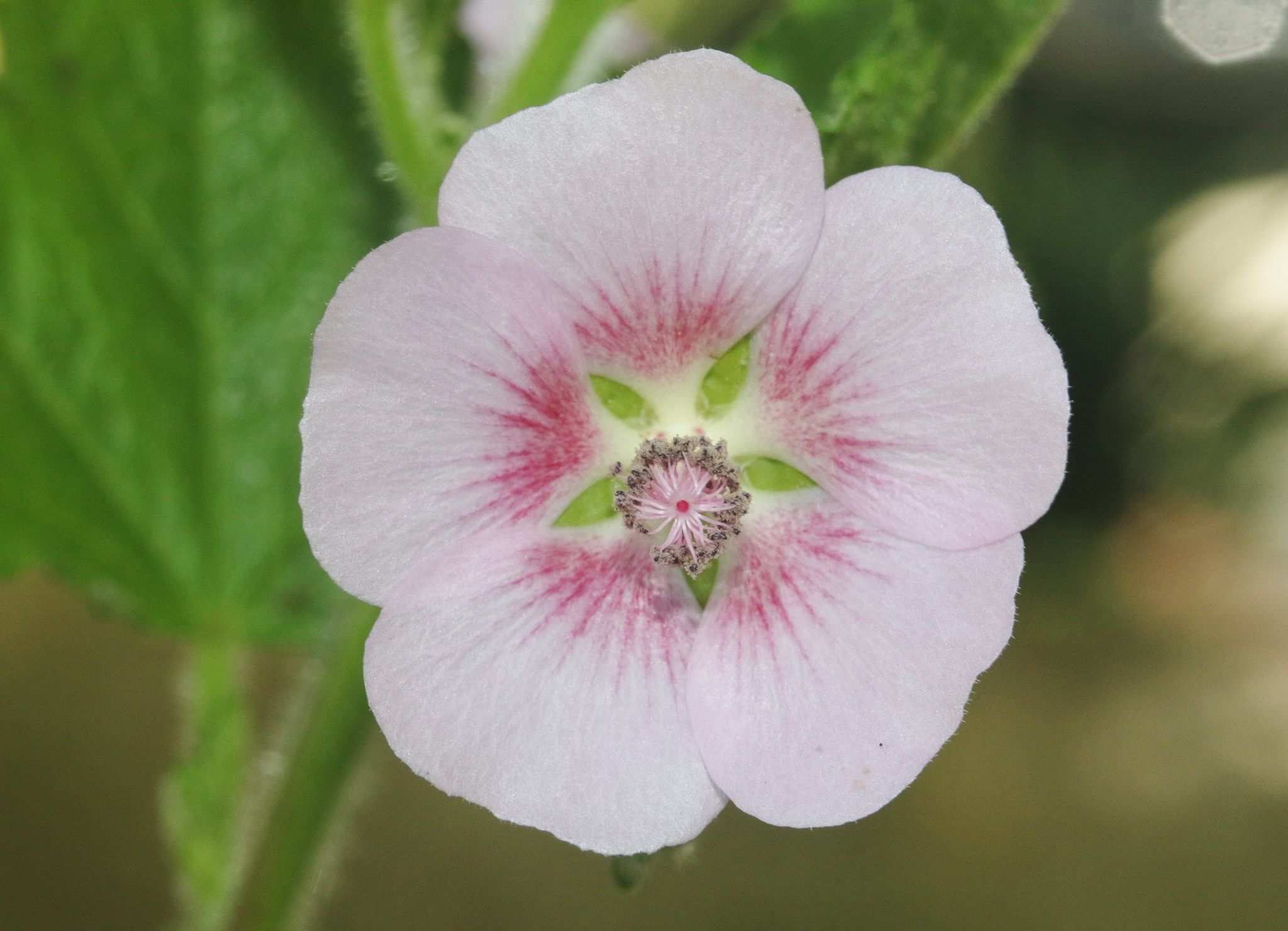 Anisodontea capensis