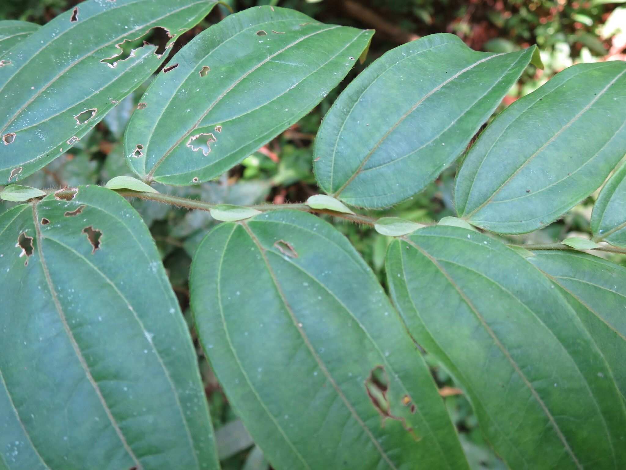 Anisophyllea laurina