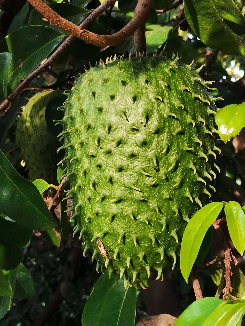 Annona