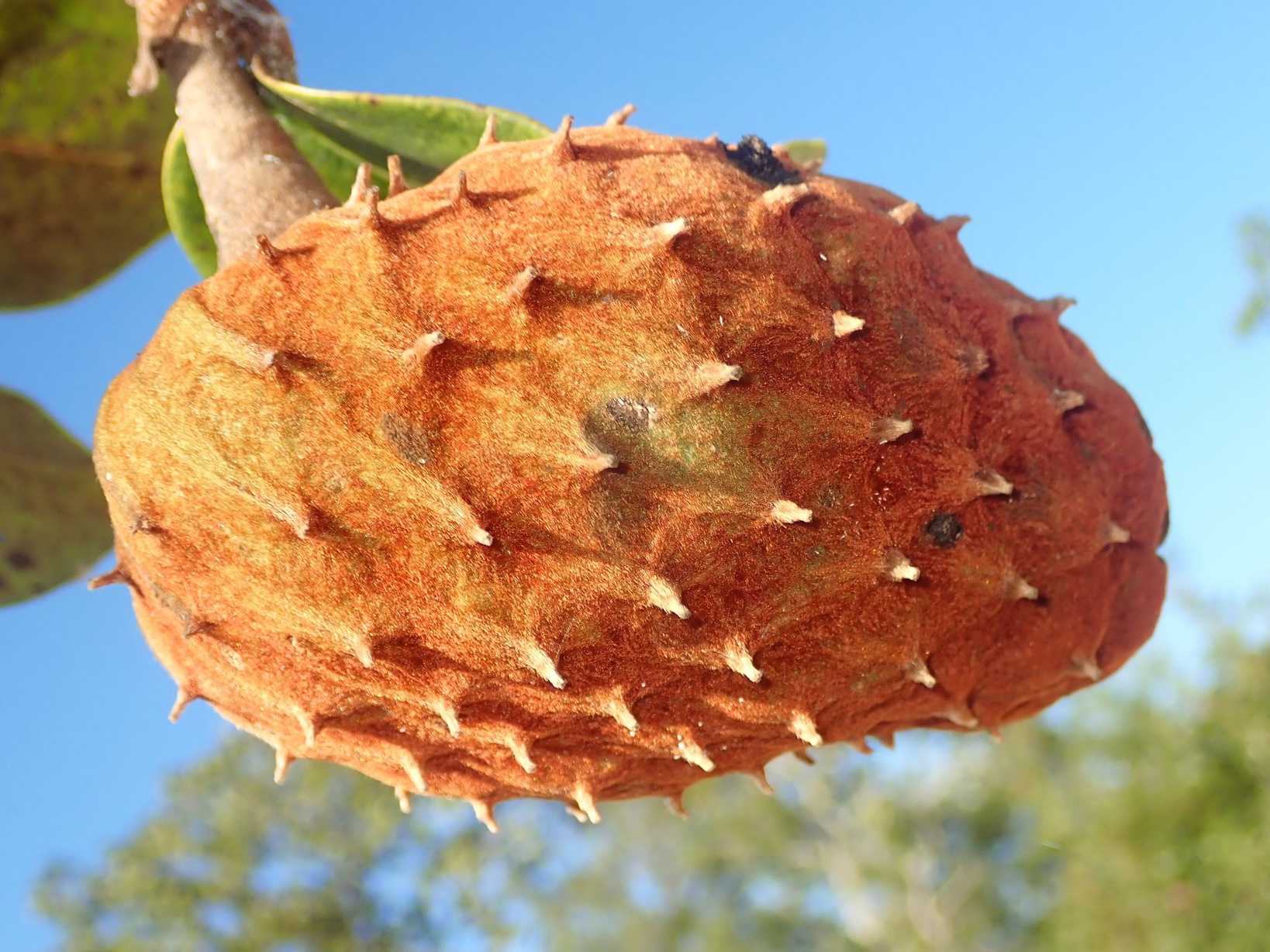 Annona coriacea