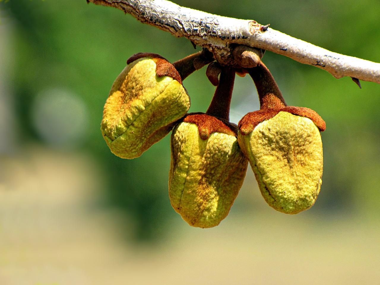 Annona crassiflora