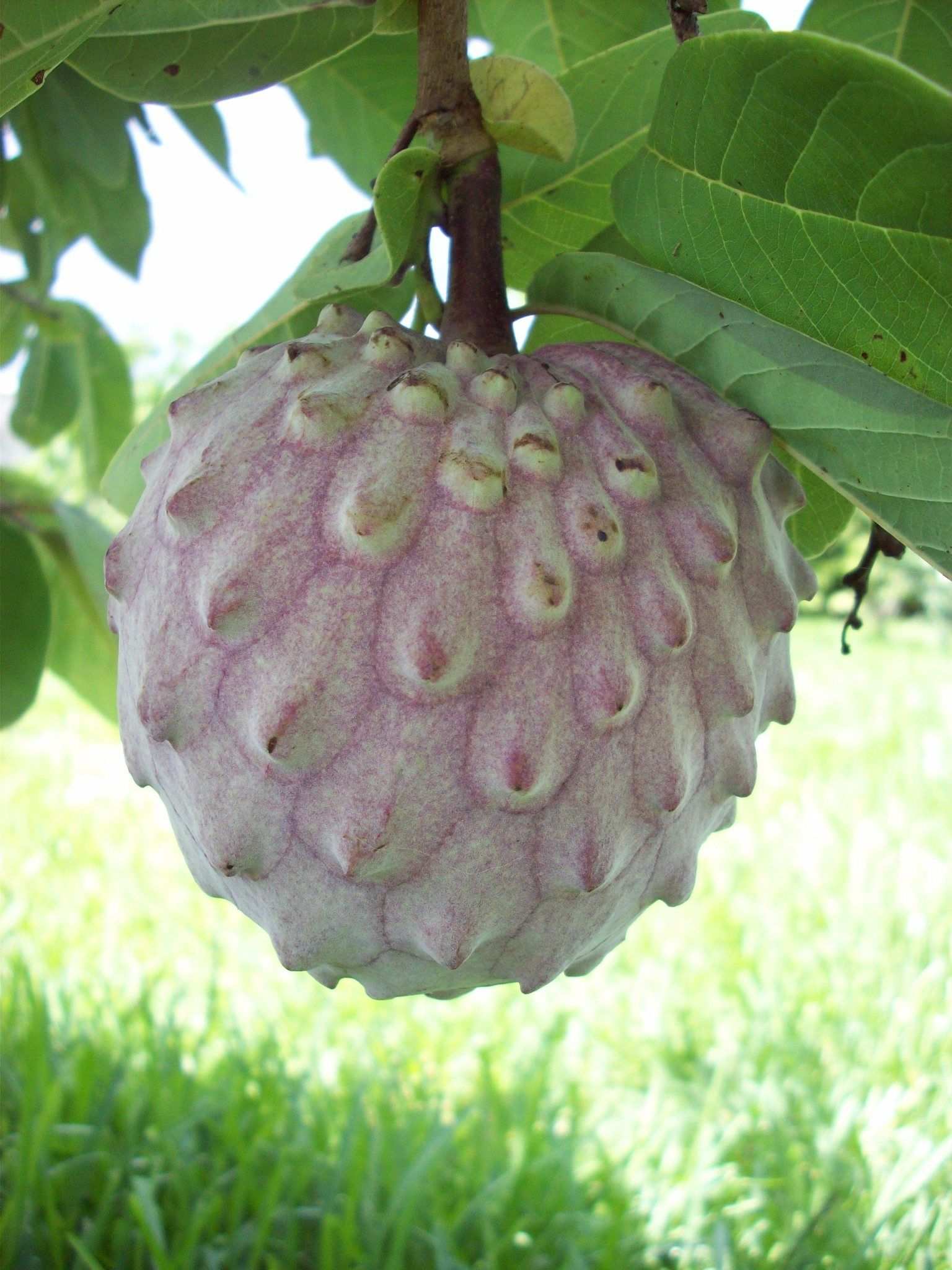 Annona diversifolia