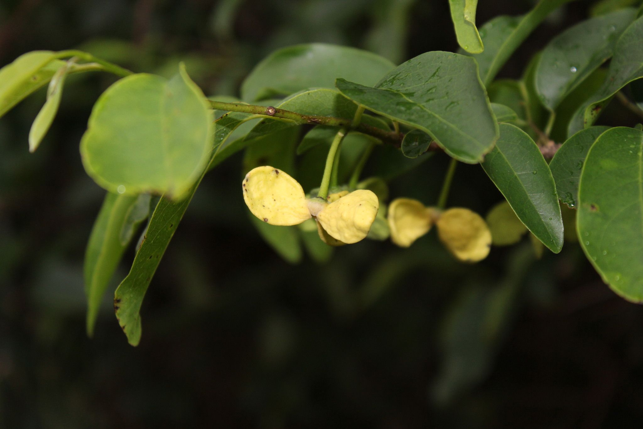 Annona emarginata