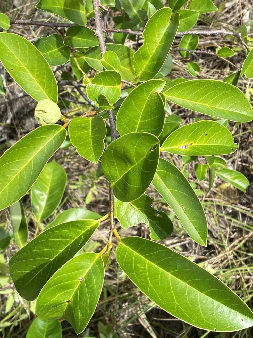 Annona glabra