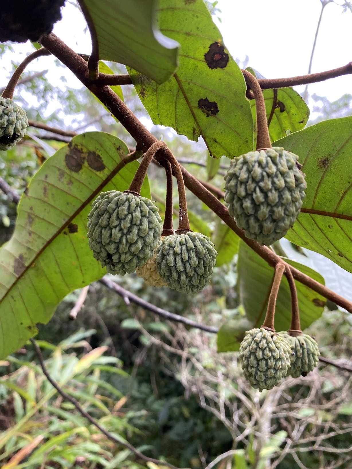 Annona neolaurifolia