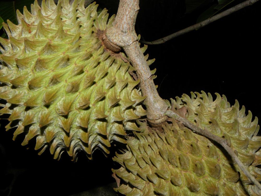 Annona purpurea