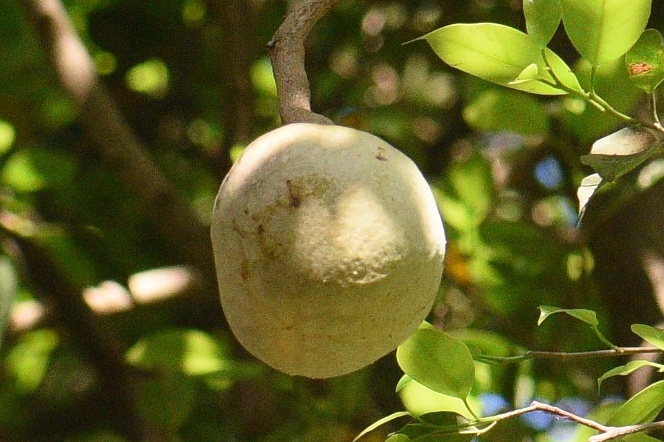 Annona reticulata