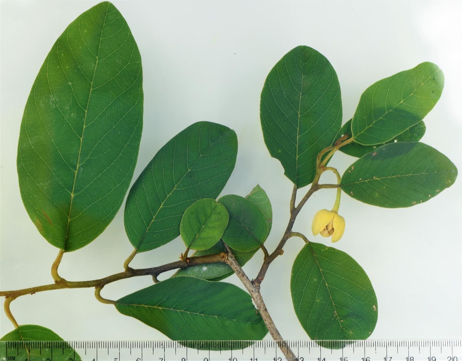 Annona senegalensis