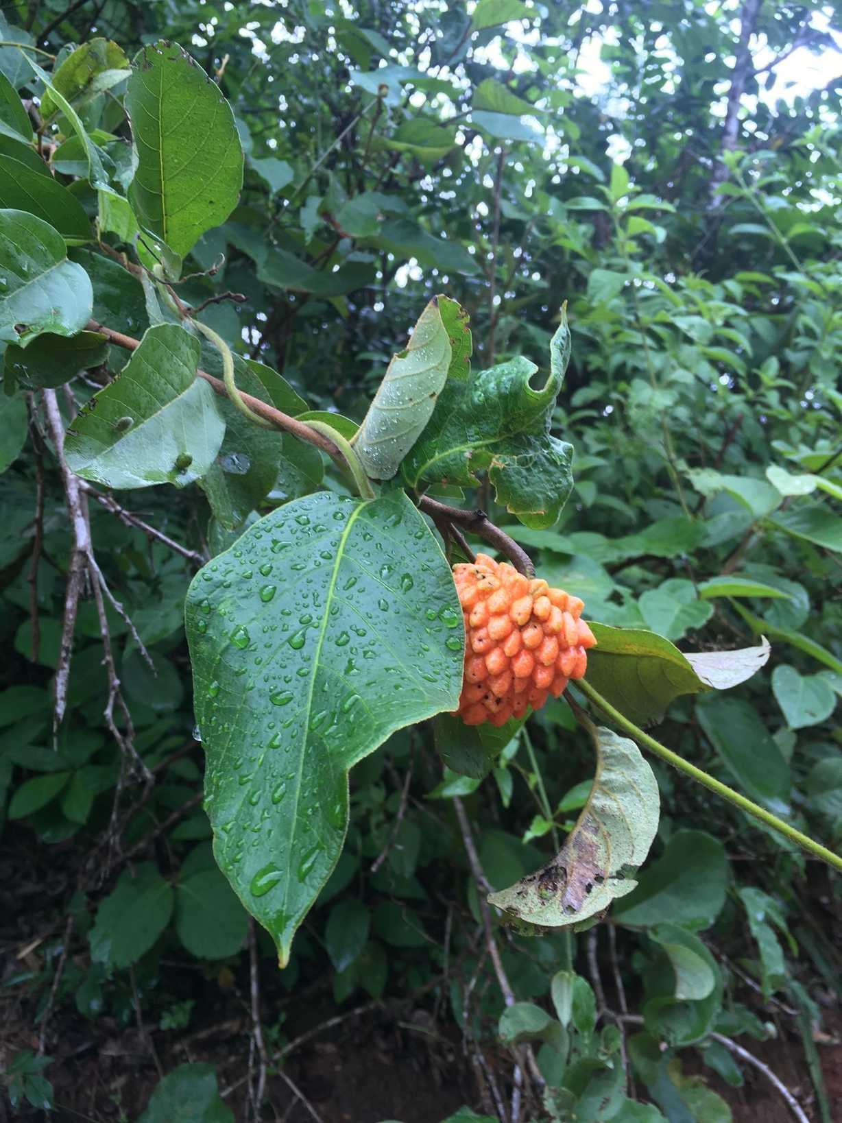 Annona sp.