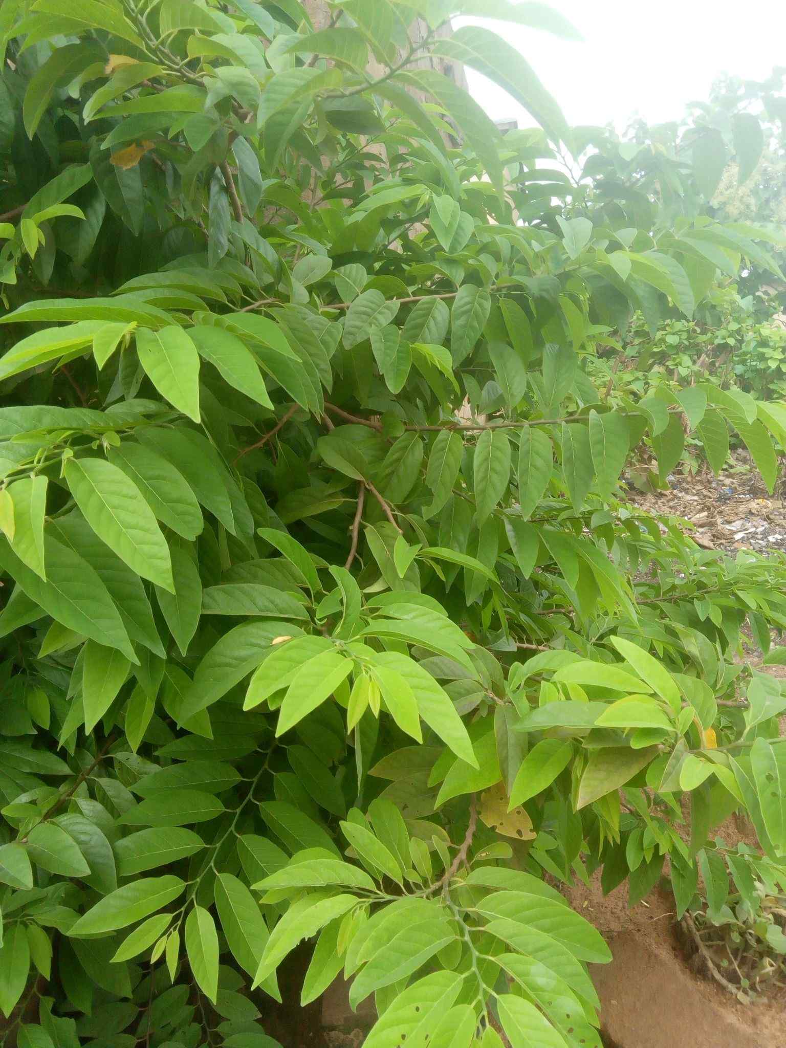 Annona squamosa