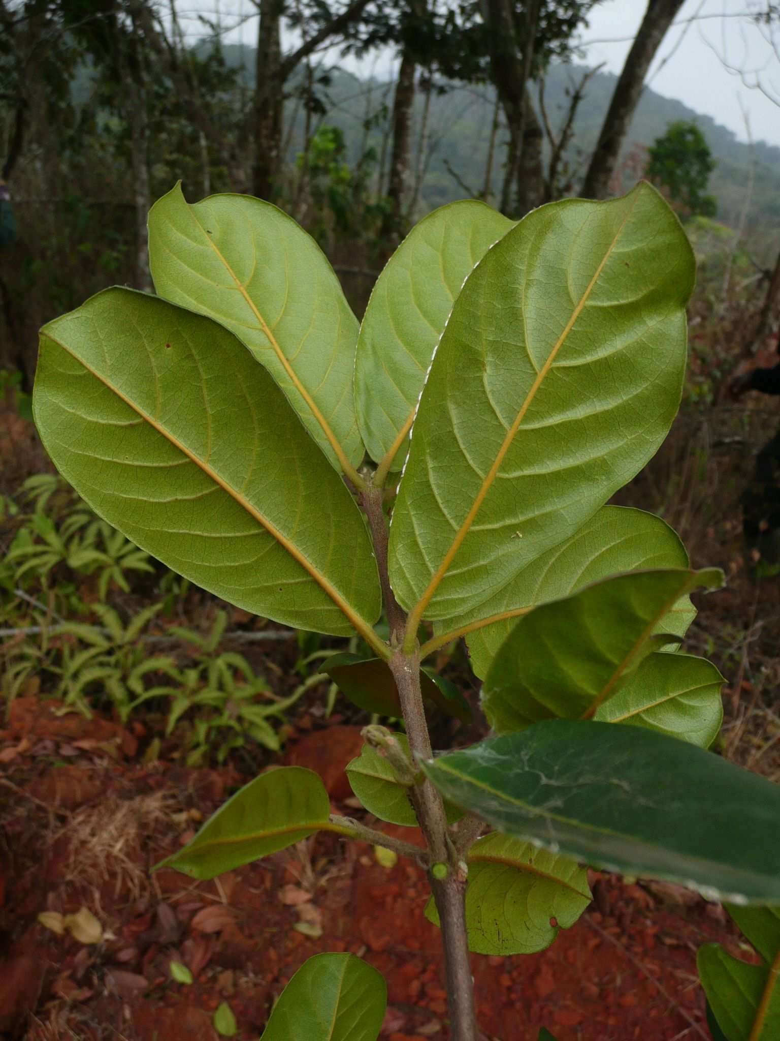 Anopyxis klaineana