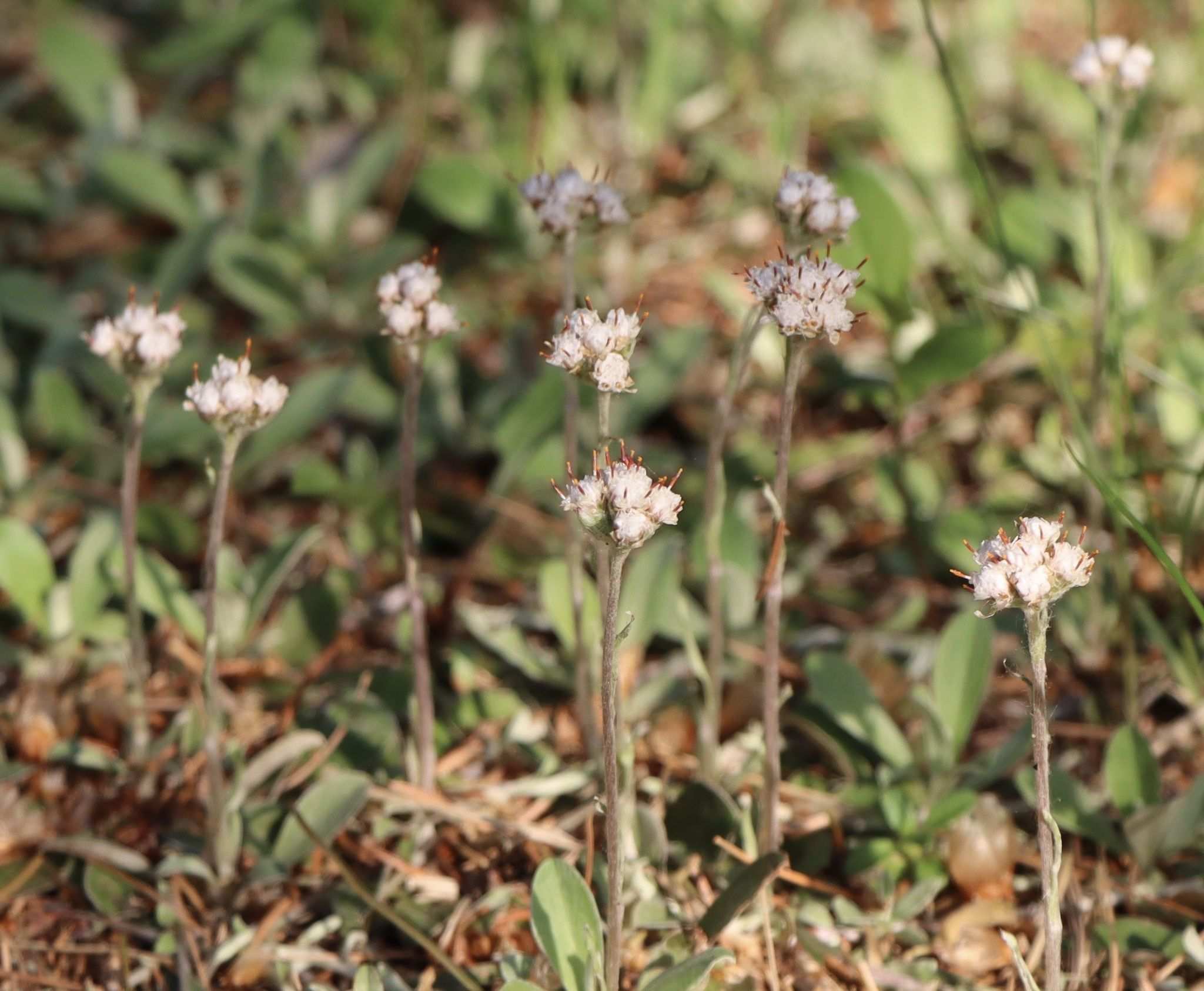 Antennaria neglecta