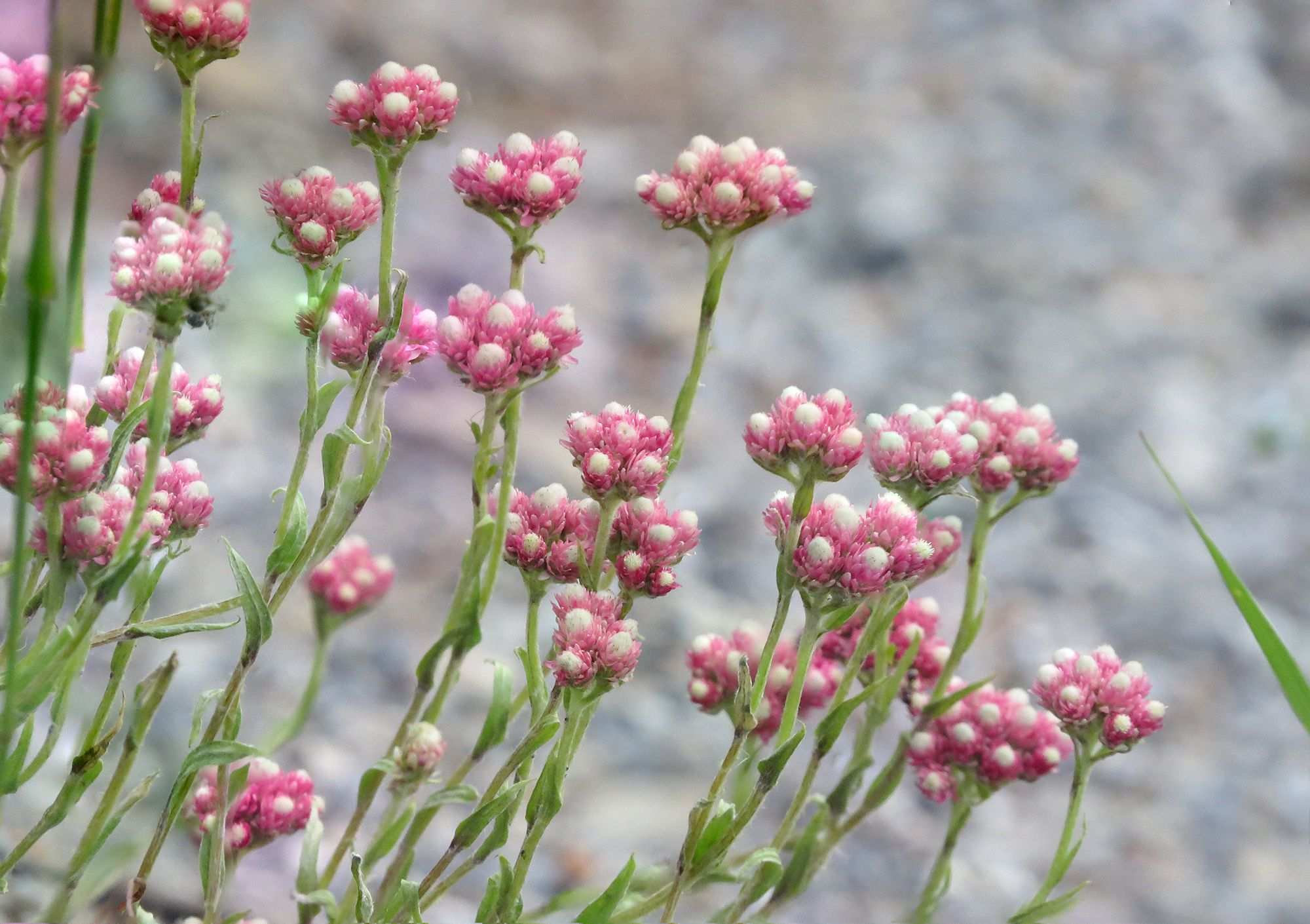 Antennaria rosea