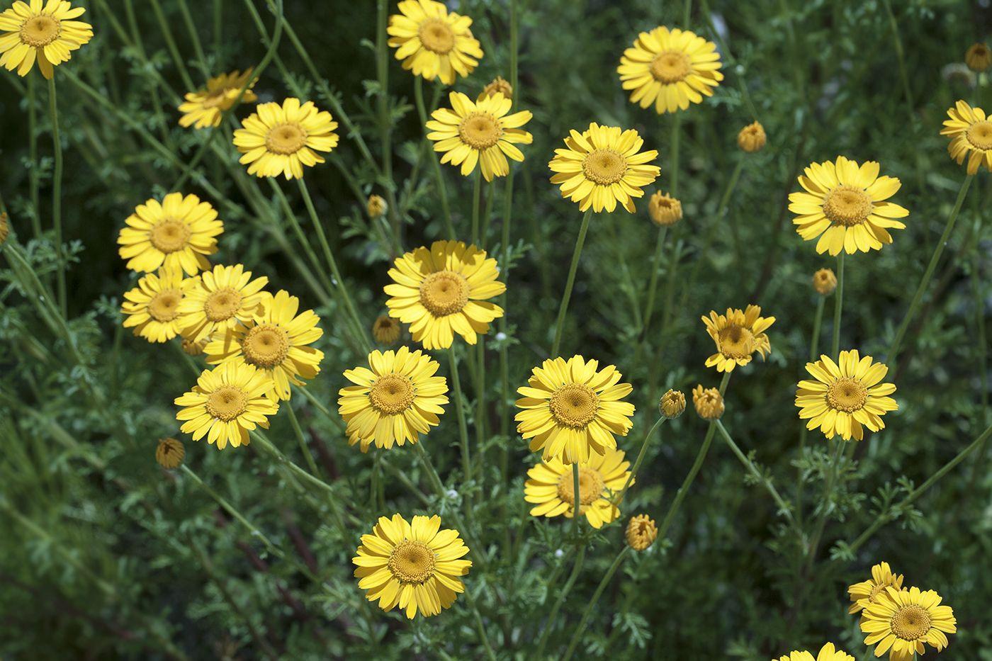 Anthemis