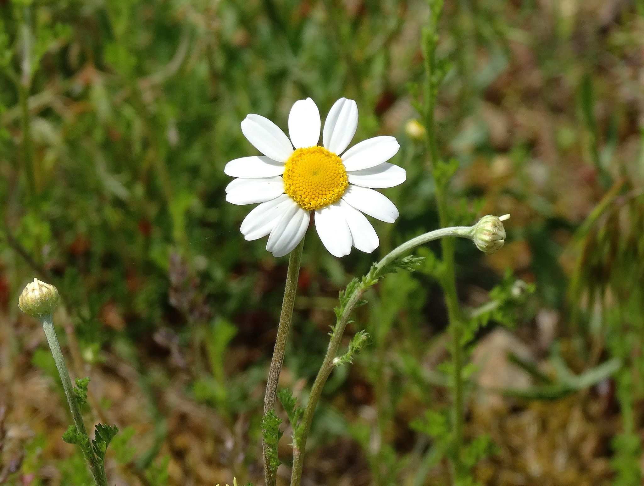 Anthemis arvensis
