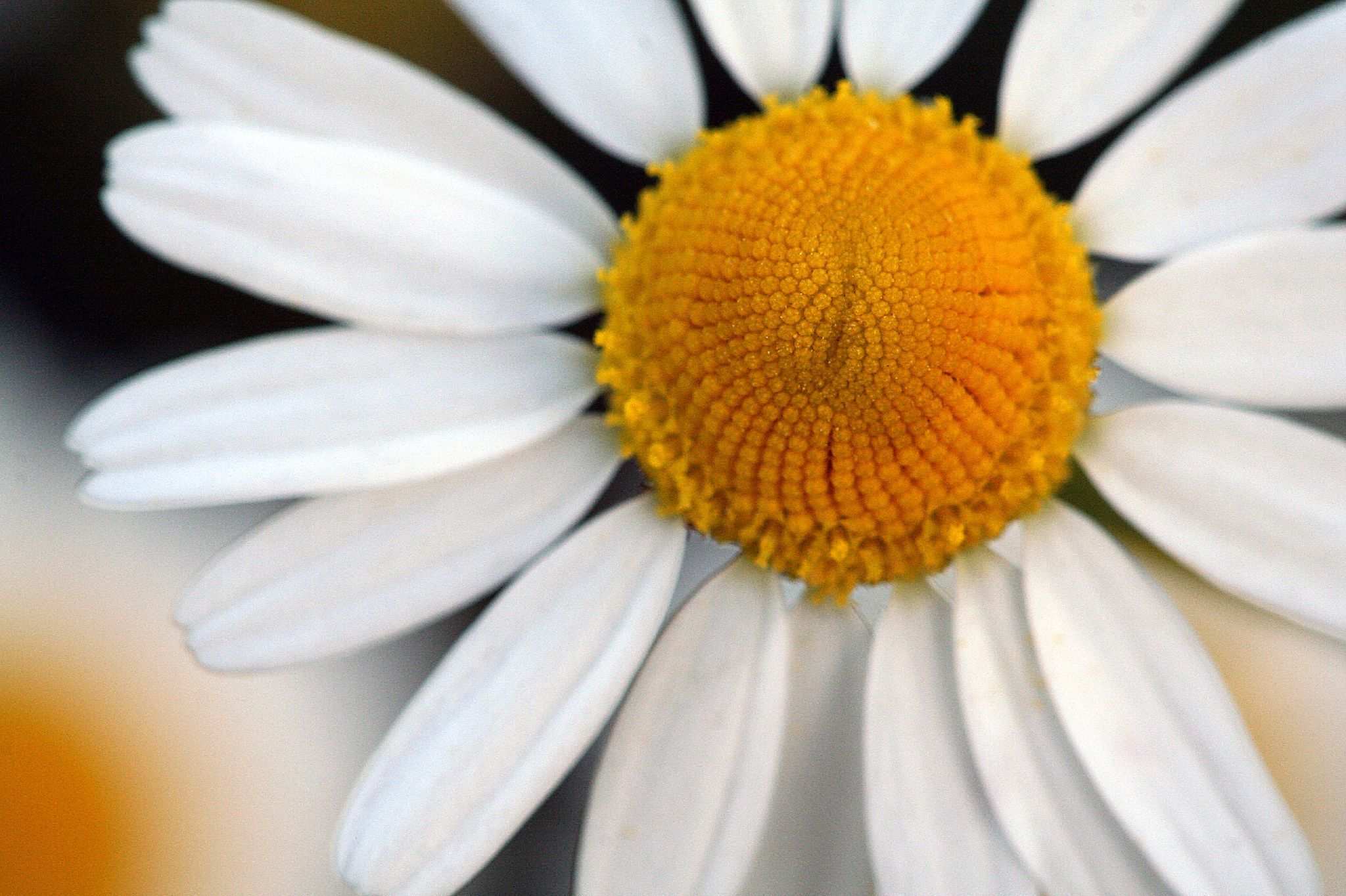 Anthemis cotula