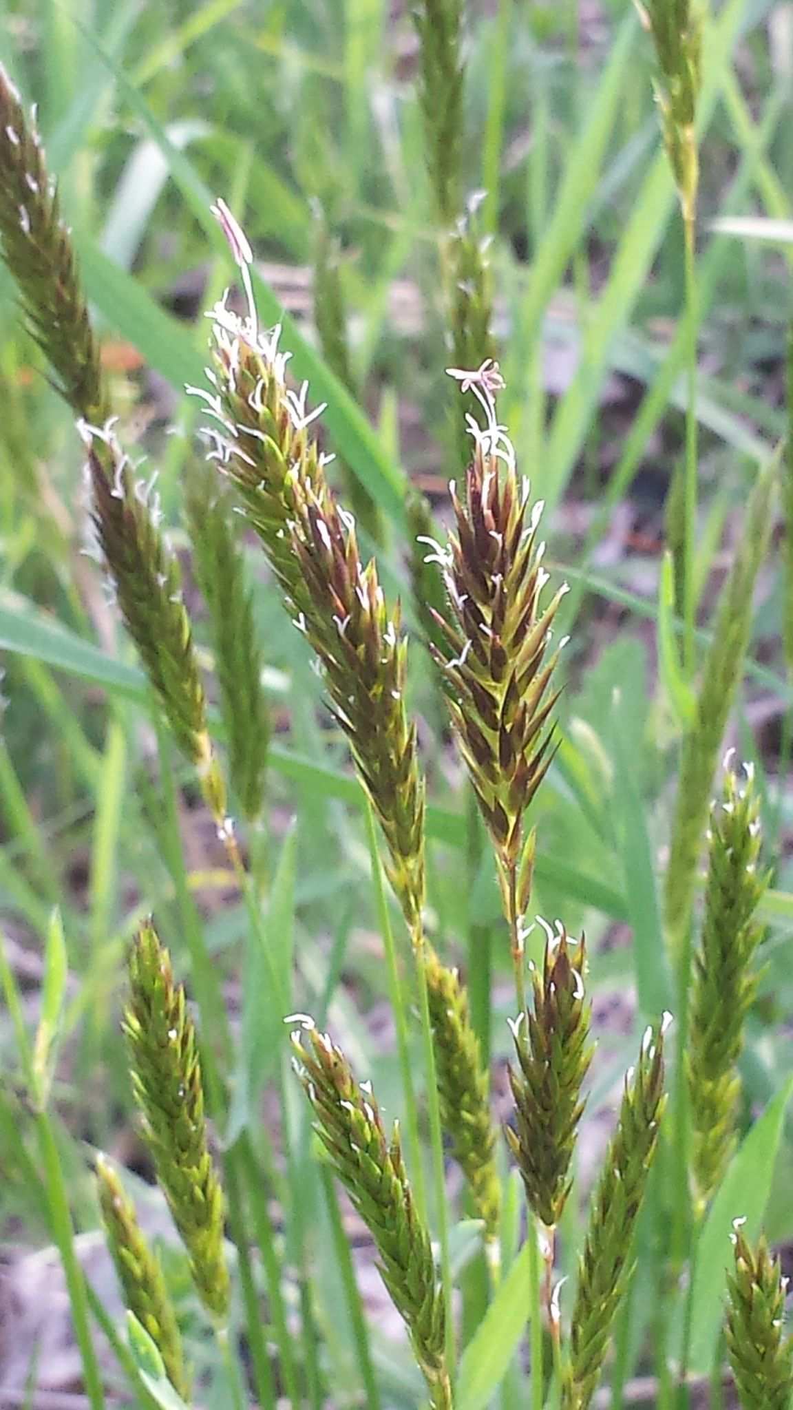 Anthoxanthum odoratum