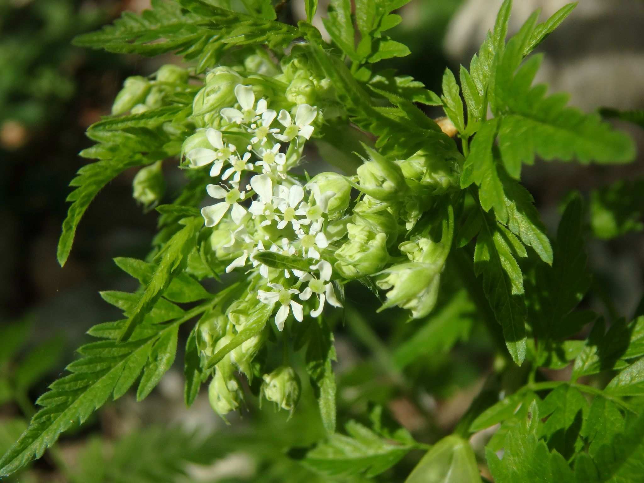 Anthriscus cerefolium