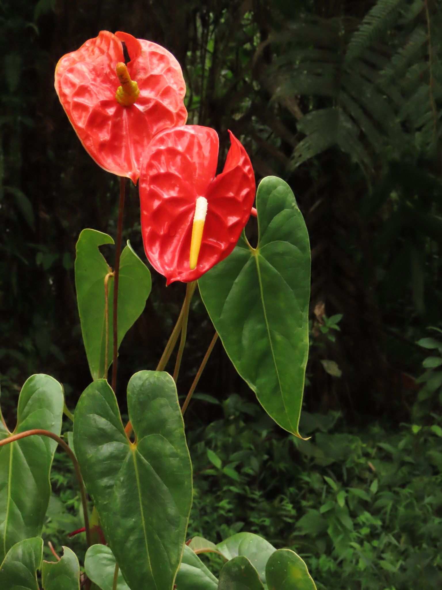 Anthurium