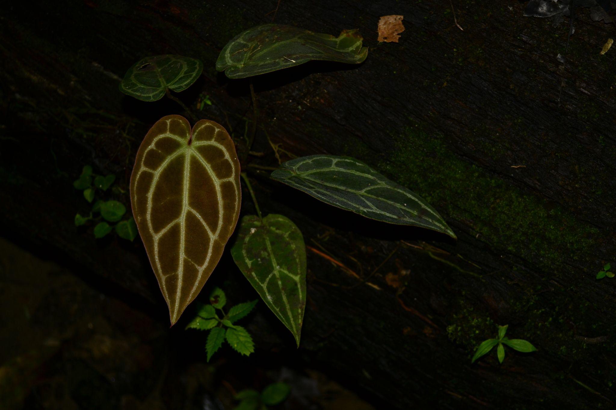 Anthurium crystallinum