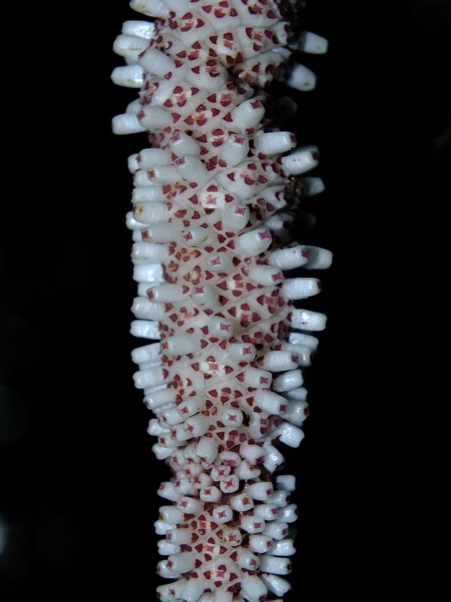Anthurium hookeri