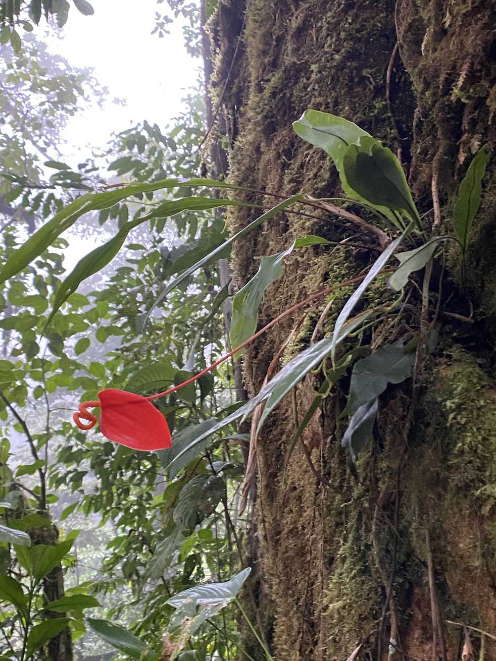 Anthurium scherzerianum