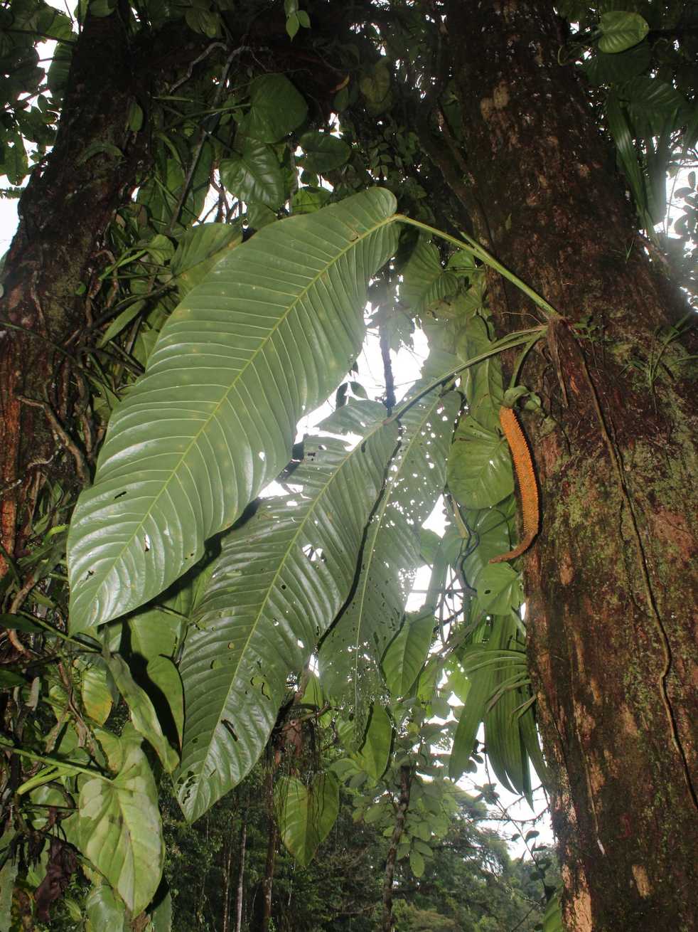 Anthurium sp.