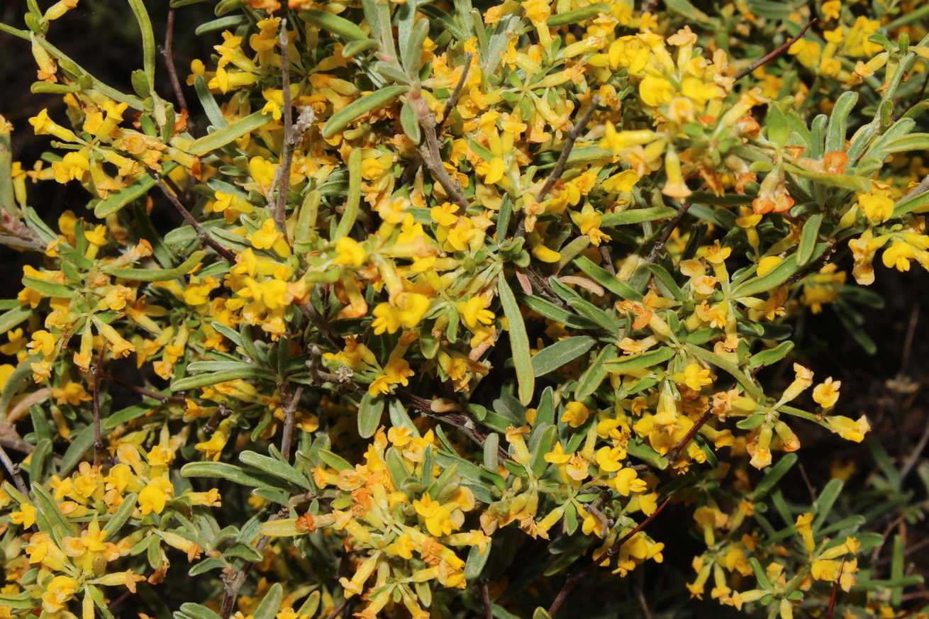 Anthyllis hermanniae