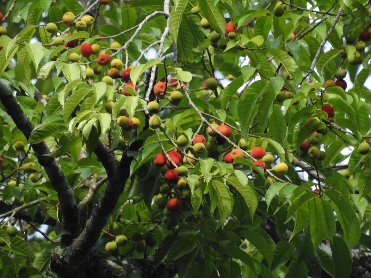 Antiaris toxicaria