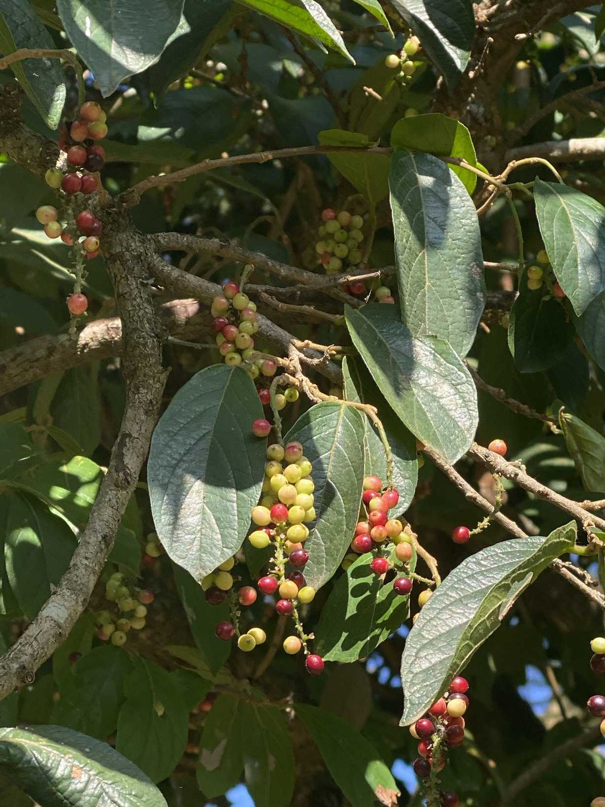 Antidesma venosum