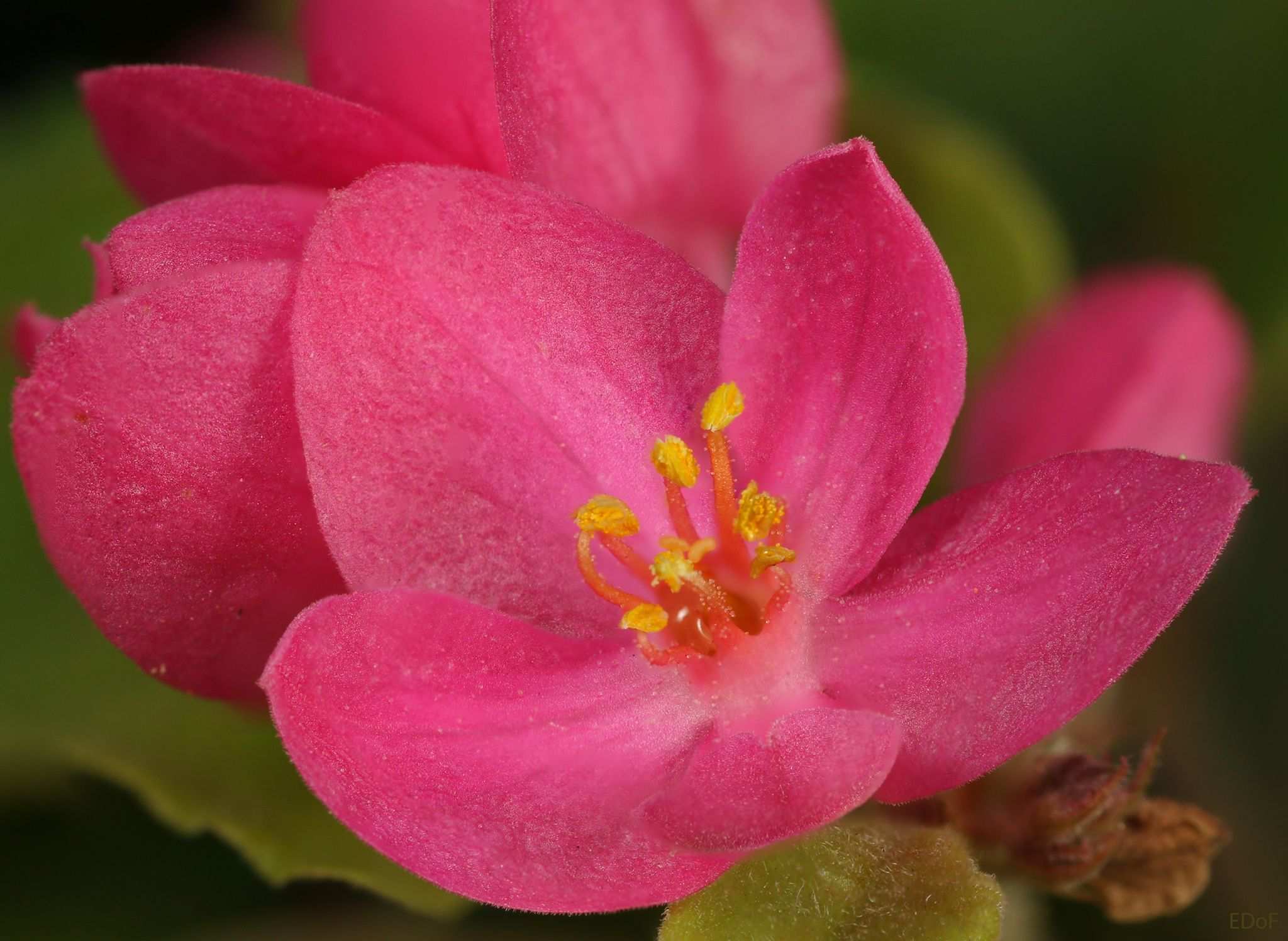 Antigonon leptopus