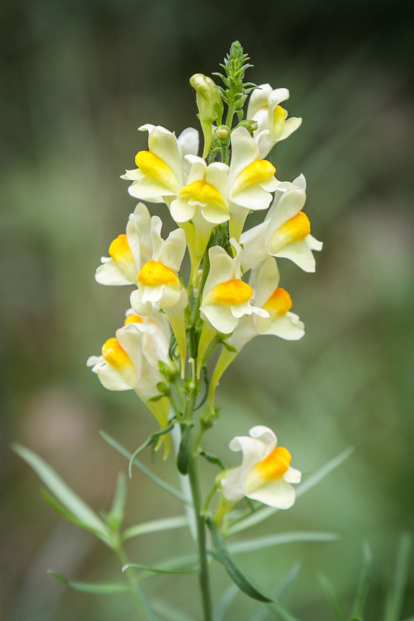 Antirrhinum