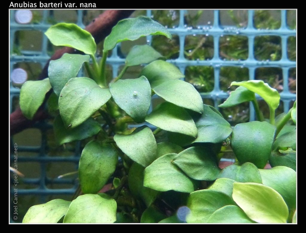Anubias barteri