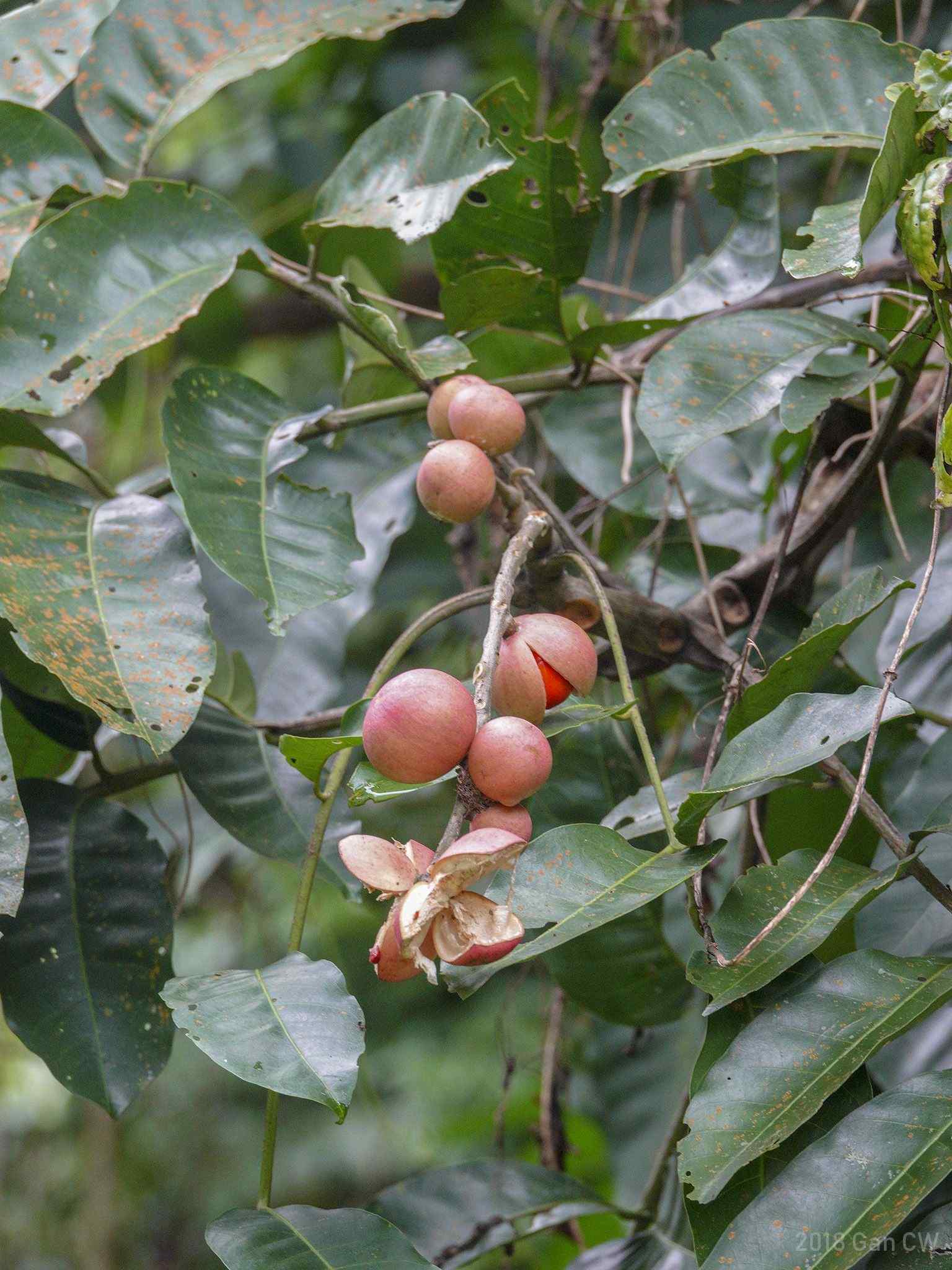 Aphanamixis polystachya
