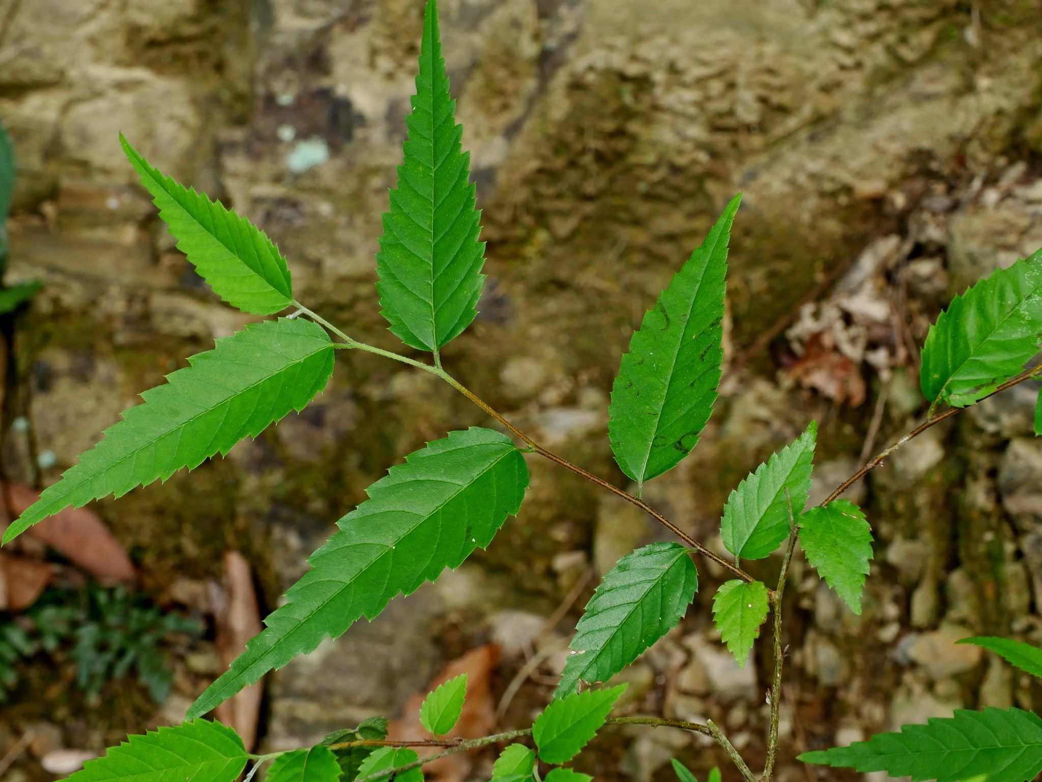 Aphananthe aspera