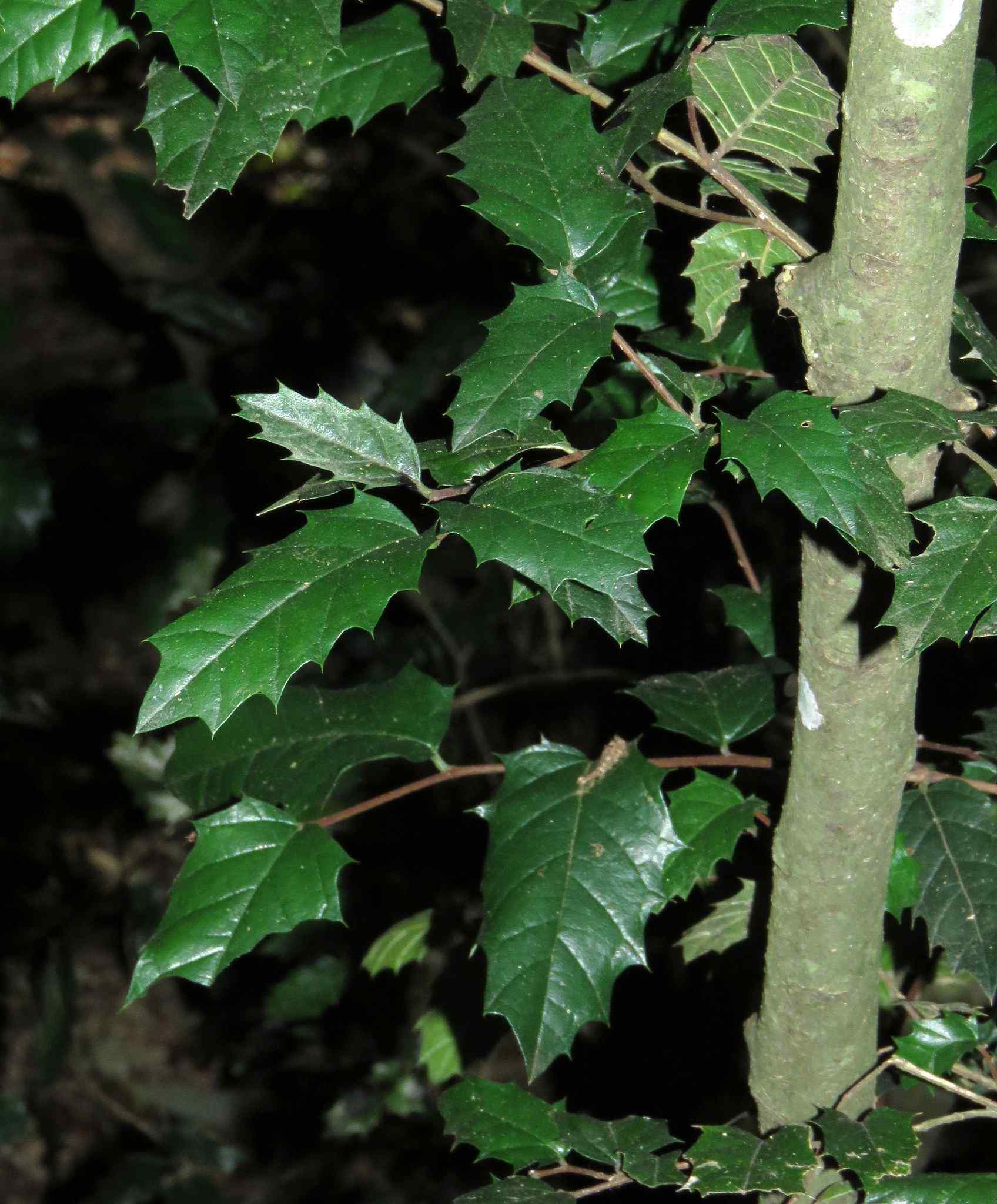 Aphananthe philippinensis