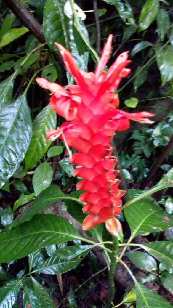 Aphelandra sp.