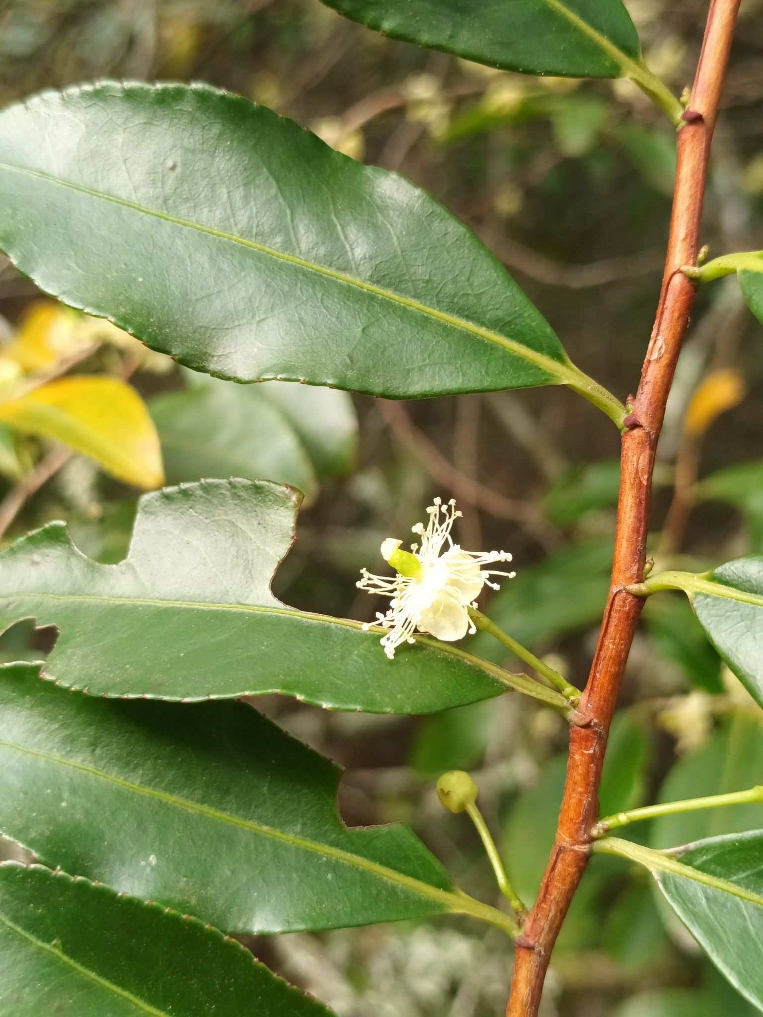 Aphloia theiformis