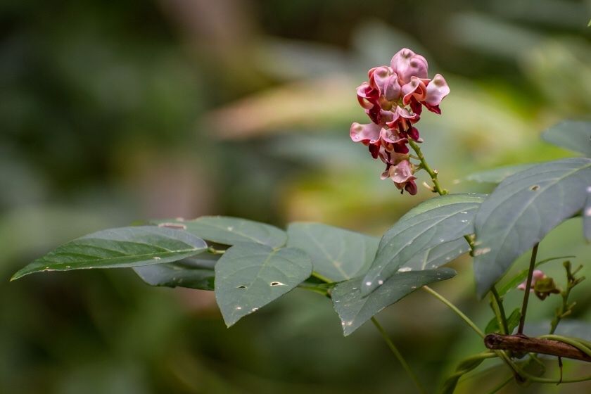 Apios americana