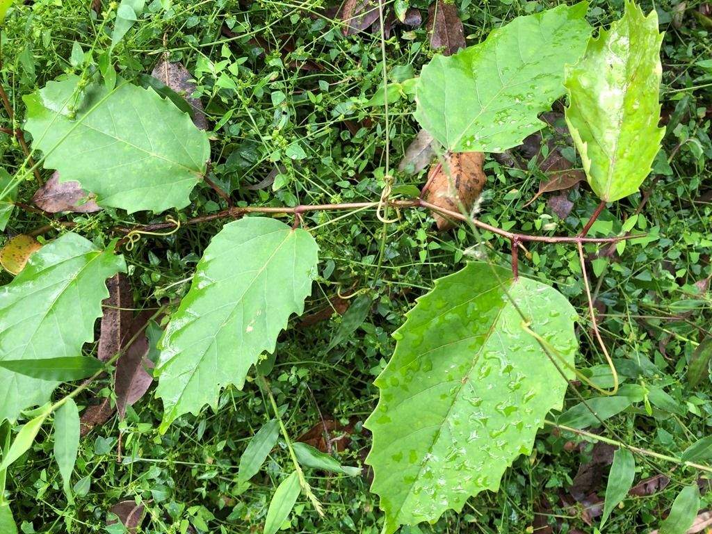 Apocissus antarctica