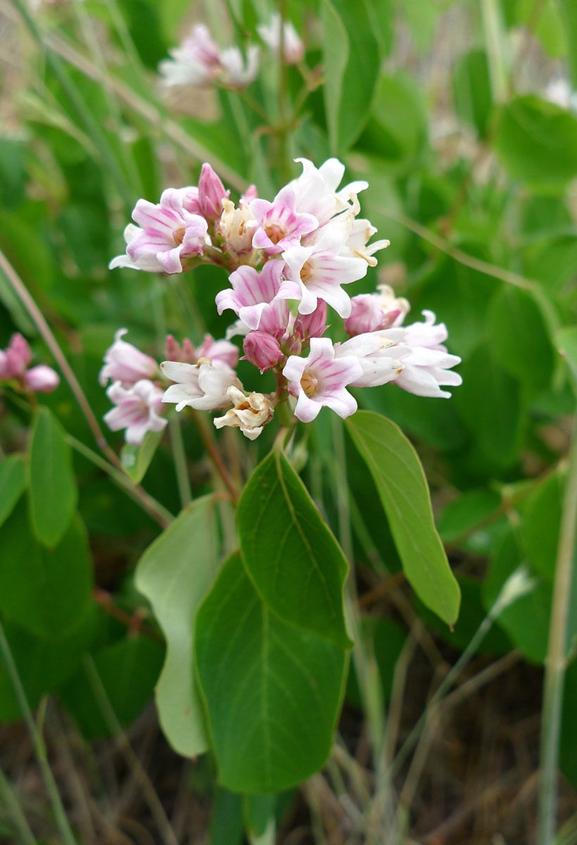 Apocynum androsaemifolium