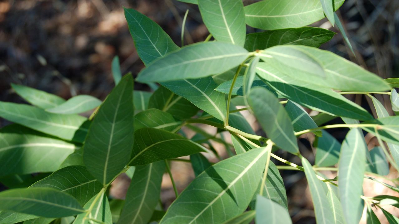 Apocynum cannabinum