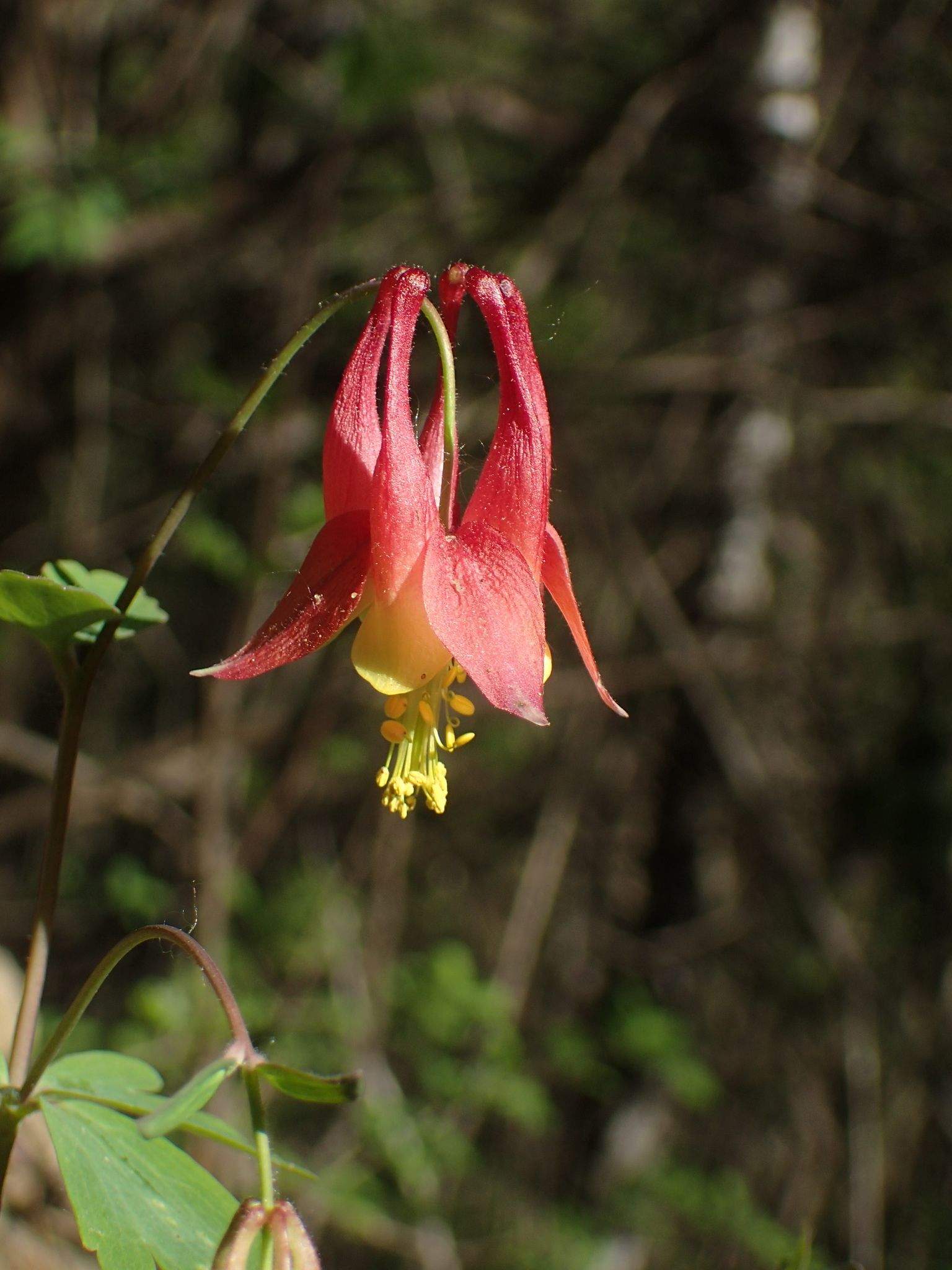 Aquilegia