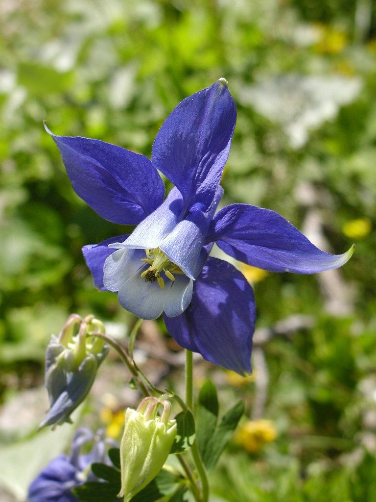 Aquilegia alpina
