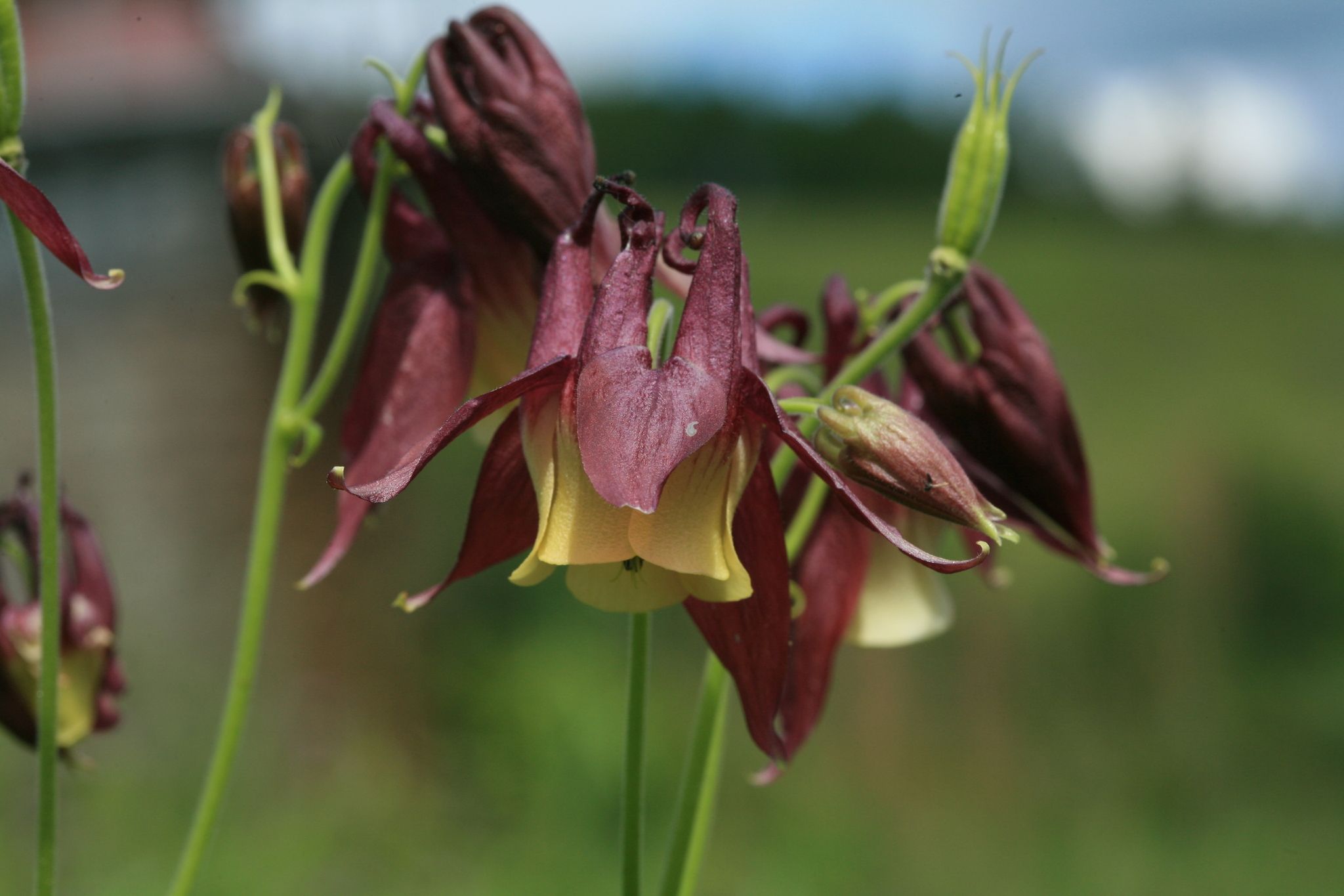 Aquilegia flabellata