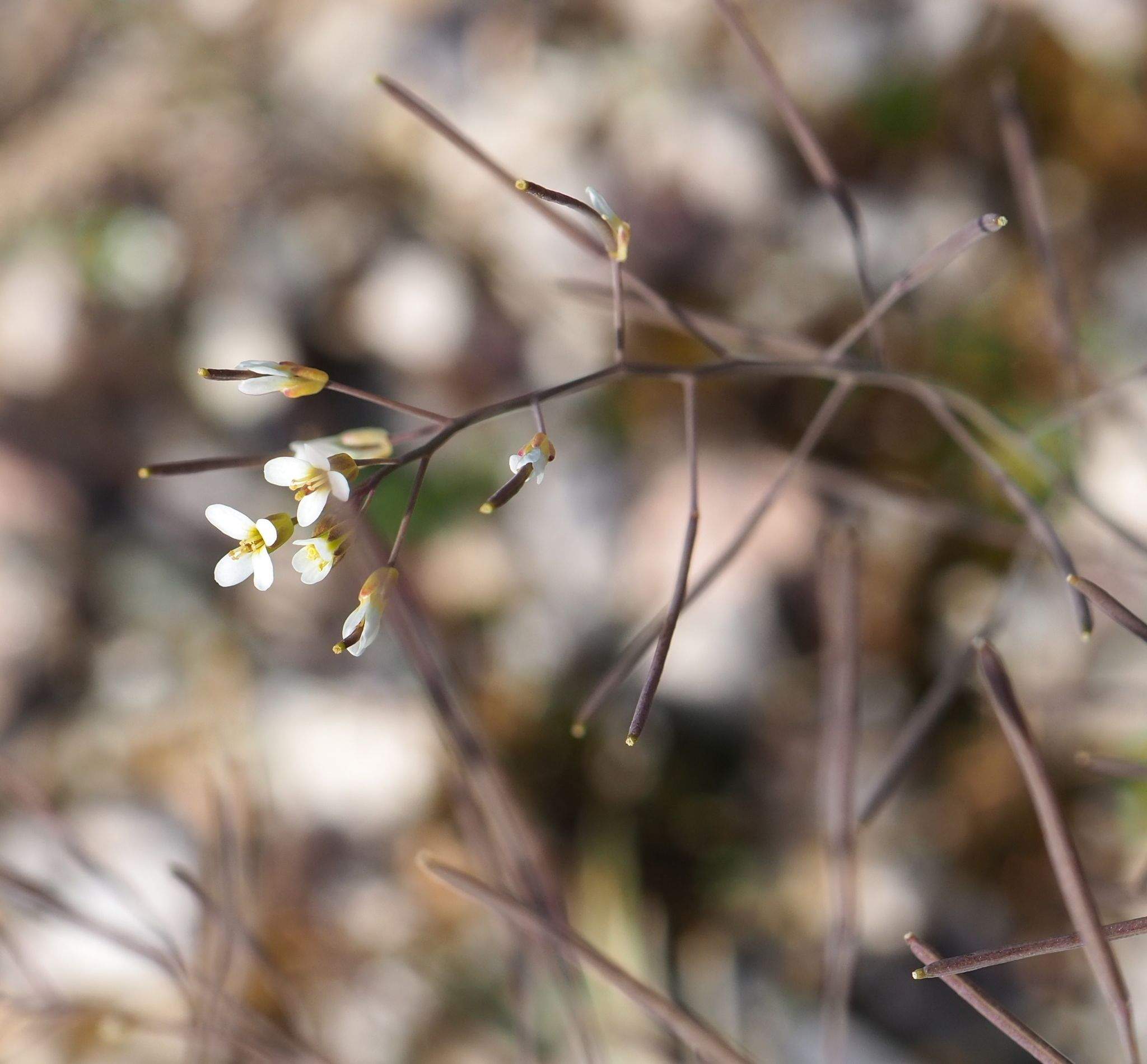 Arabidopsis thaliana