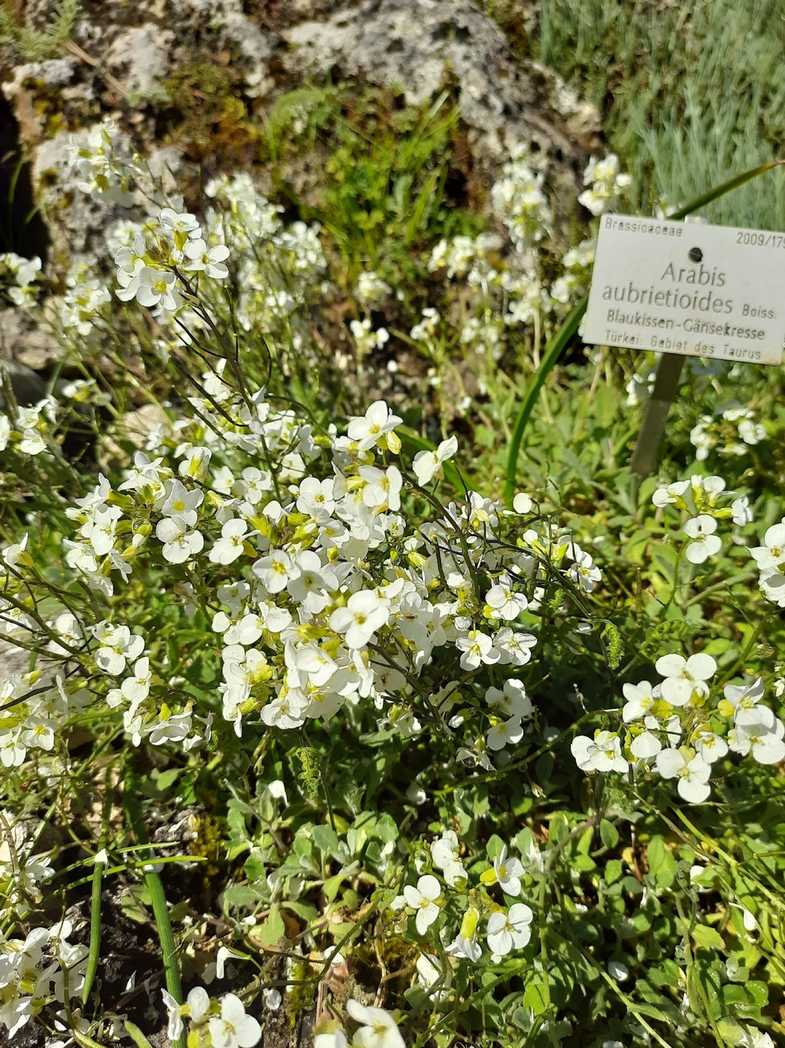 Arabis aubrietioides