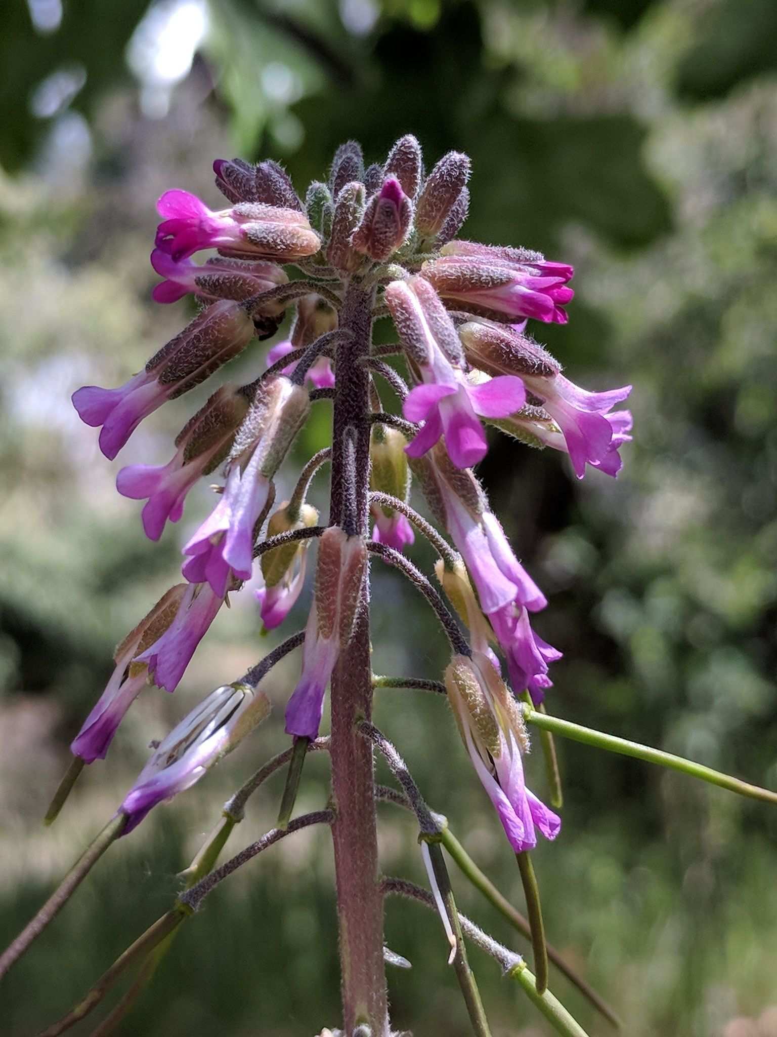 Arabis sp.